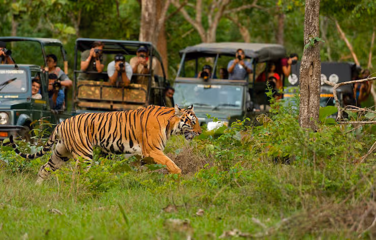 National Park Safaris Overview: Discover Facts, Basics, Details, and Helpful Resources
